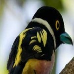 image of bird