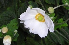 image of flower
