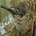 image of bird