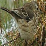 image of american_pipit #24