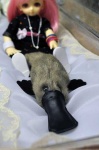 image of platypus