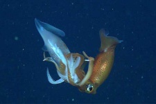 image of animal