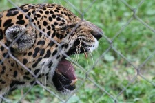 image of jaguar_car