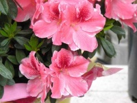 image of flower