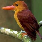 image of bird