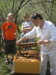 image of apiary