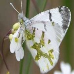 image of animal