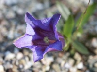 image of flower