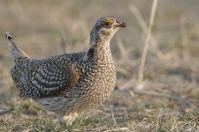 image of prairie_chicken
