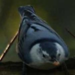 image of crested_nuthatch #2
