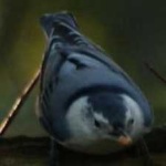 image of bird