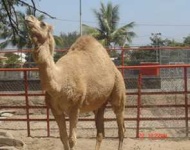 image of arabian_camel