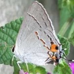 image of animal