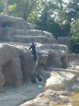image of colobus