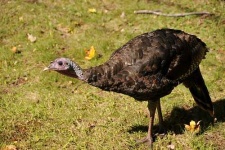 image of hen