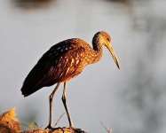 image of limpkin