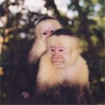 image of capuchin