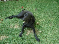 image of tennis_ball