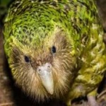 image of bird