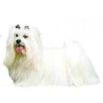 image of maltese_dog