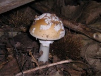 image of mushrooms