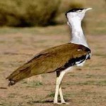 image of bird