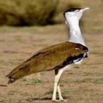 image of indian_bustard #5