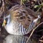 image of bird