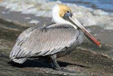 image of animal