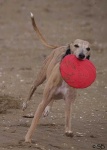 image of whippet