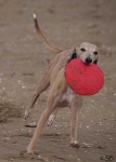 image of whippet #5