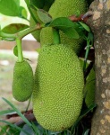 image of jackfruit