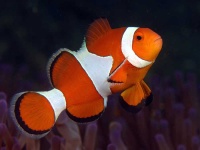 image of anemone_fish