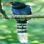 image of bird