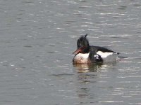image of red_breasted_merganser