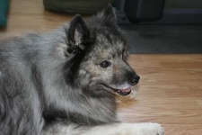 image of animal
