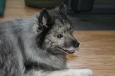 image of keeshond #21