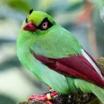 image of bird
