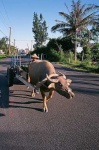 image of oxcart