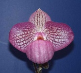 image of hard_leaved_pocket_orchid #43