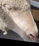image of animal