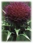 image of cardoon