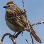 image of bird