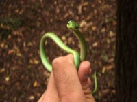 image of green_snake #1