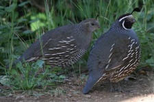 image of quail