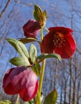image of flower