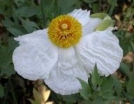 image of flower