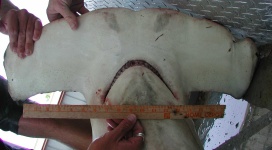 image of hammerhead
