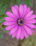 image of flower