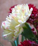 image of flower